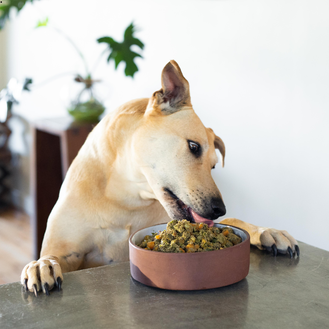 Is My Dog Getting the Right Nutrition?