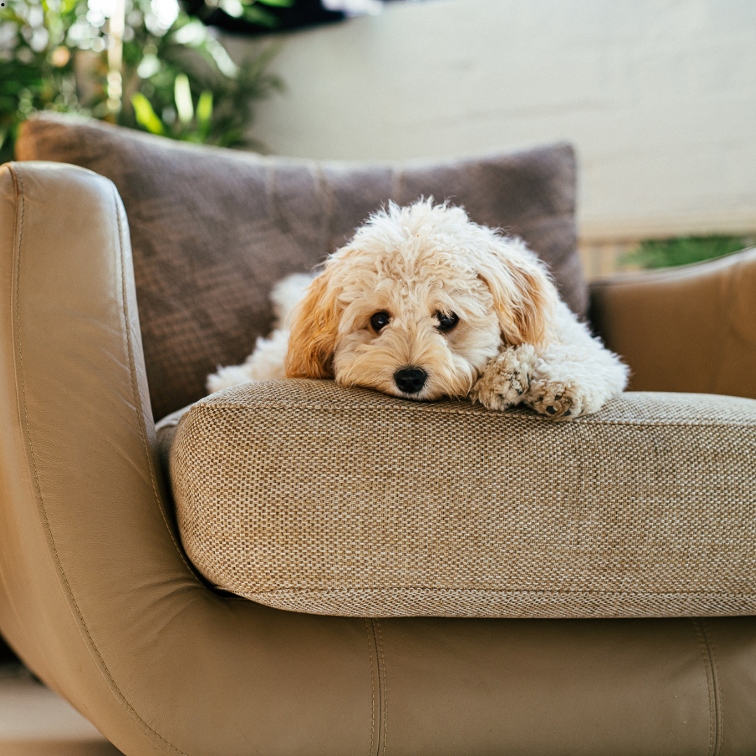 The Signs Your Dog Could Be Doing Better
