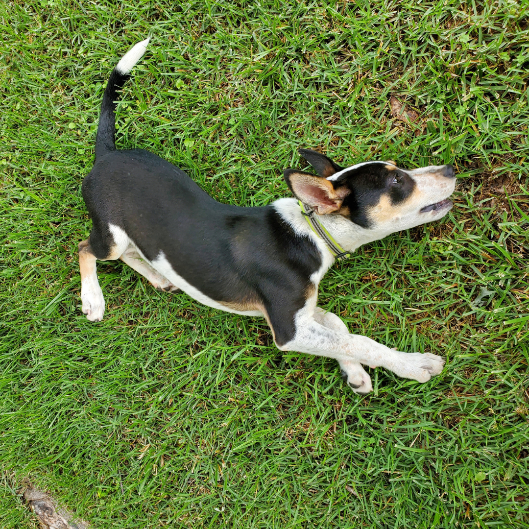 What to Feed Dogs With Sensitive Stomachs