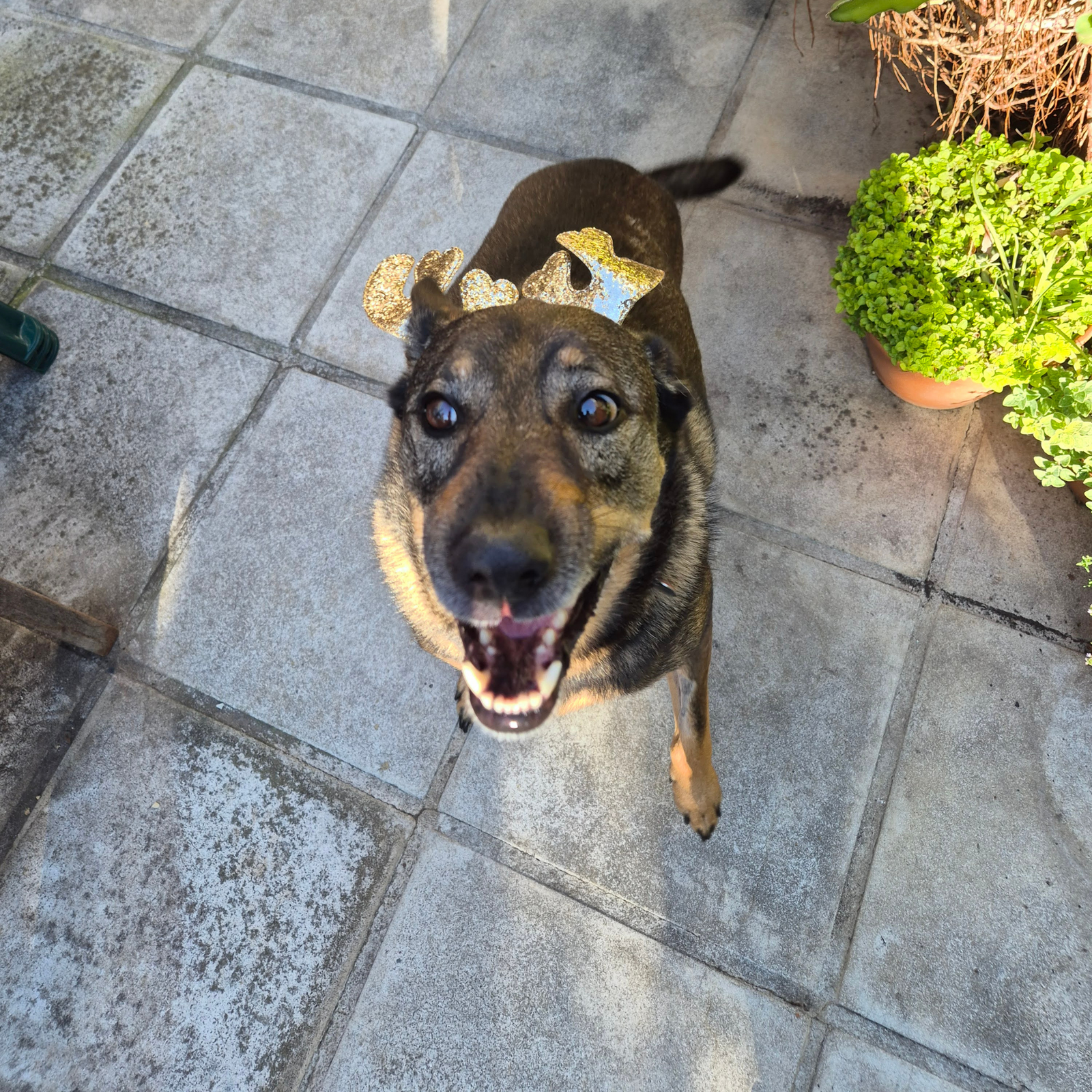 Dog-Friendly Festive Markets in Cape Town