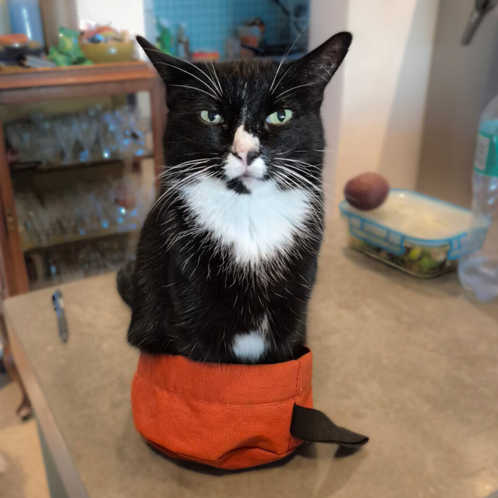 Happy Hounds orange trail bowl made from super light, cloth that can fold up and be transported easily.