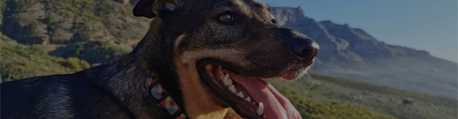 A happy, smiling dog on a mountain, gazing out with greenery and mountains in the background.