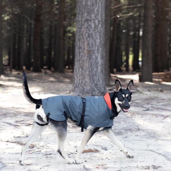 Flo, a mixed-breed dog, wearing a Happy Hounds Cape Rain Coat in the forest.