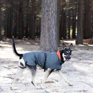 Flo, a mixed-breed dog, wearing a Happy Hounds Cape Rain Coat in the forest.