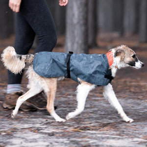 Finch, a mixed Collie dog, wearing a Happy Hounds Cape Rain Coat in the forest.