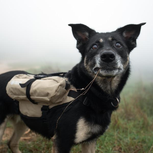Mixed-breed dog wearing a beige Happy Hounds scout pack