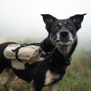Mixed-breed dog wearing a beige Happy Hounds scout pack