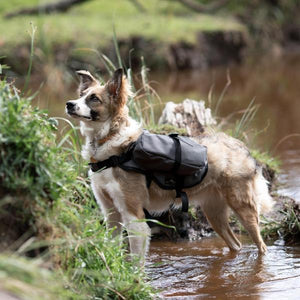 Finch, a mixed Collie, wearing a grey Happy Hounds Scout Pack.