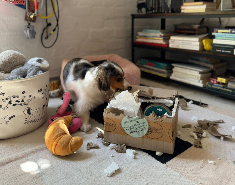 A long-haired dapple Dachshund ripping open a Happy Hounds delivery box to get to the food