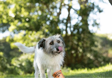 A wire-haired mixed-breed dog standing on the grass with his tongue out, happily posing with a tub of Happy Hounds' beef fresh food, surrounded by greenery and trees