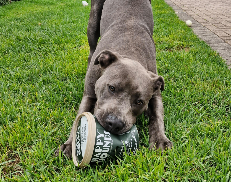 A grey Pitbull biting into a 1kg tub of Happy Hounds' venison protein recipe on the grass