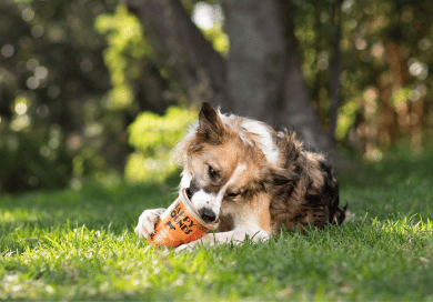 A Collie mix licking a Happy Hounds beef tub while lying on green grass, with greenery and trees behind her