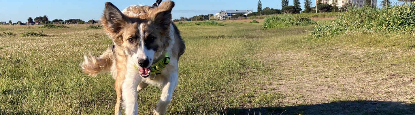 Happy Hounds Newsletter Sign Up Page