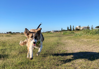 Happy Hounds newsletter sign up page