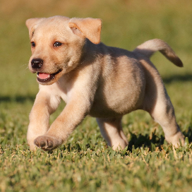 A happy puppy running on grass