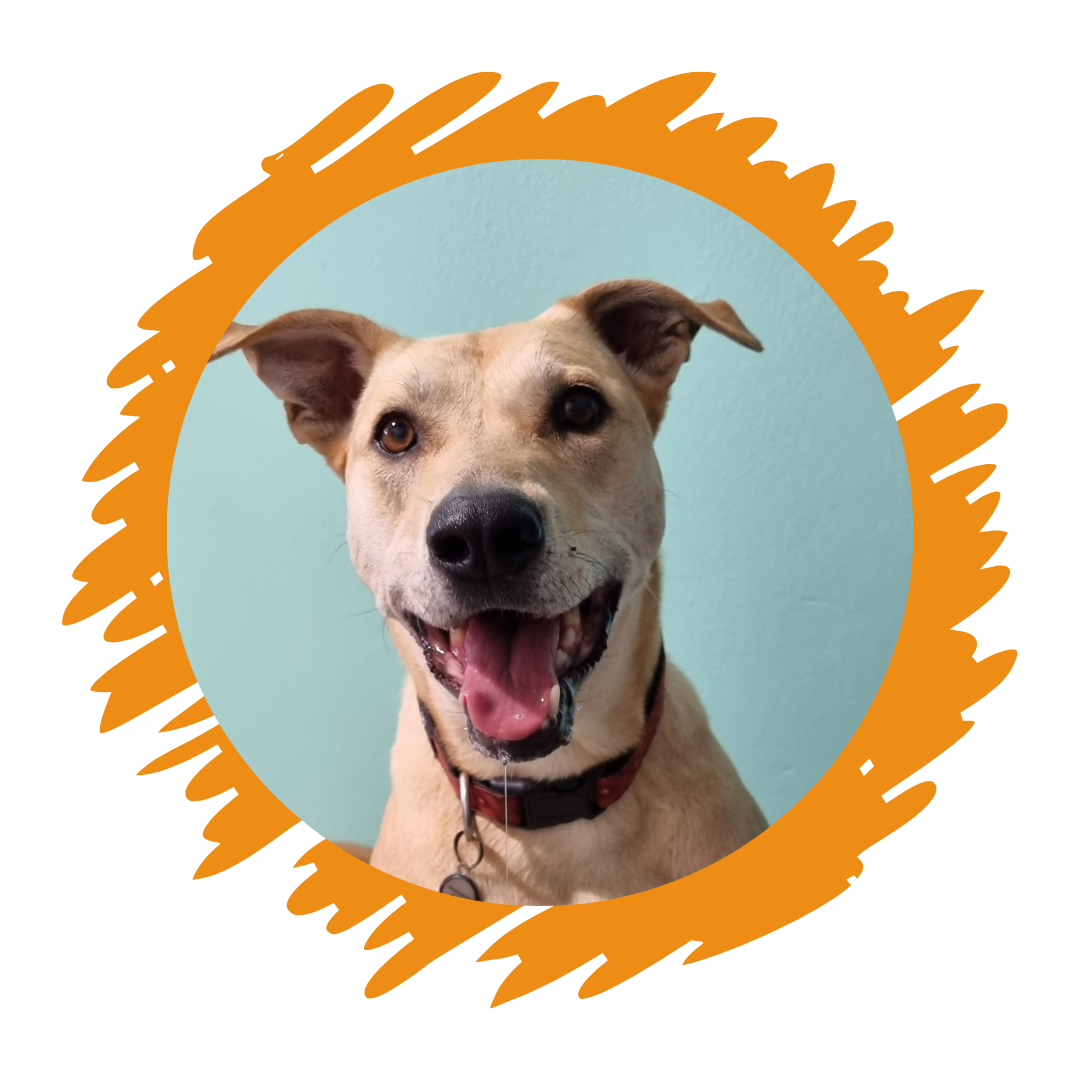 Happy Pack Gift Voucher