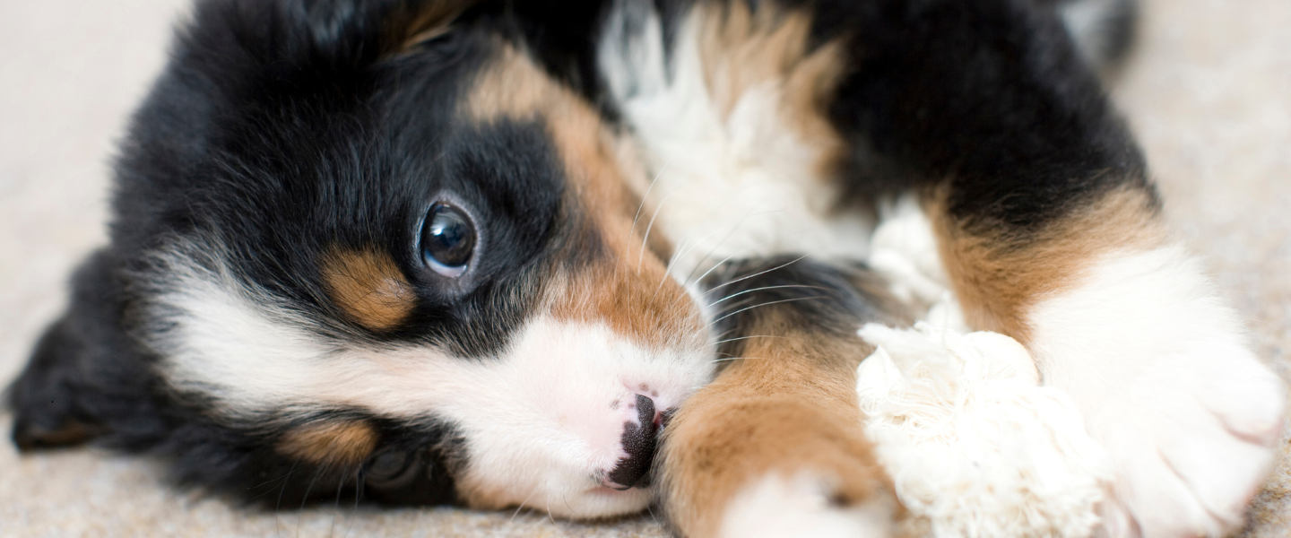 A puppy laying down on the carpet with a toy between its paws