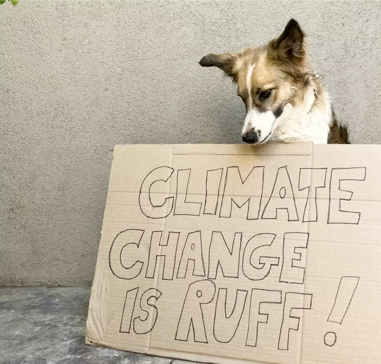 A Collie mix dog staring down at a cardboard poster that says, "Climate change is ruff."