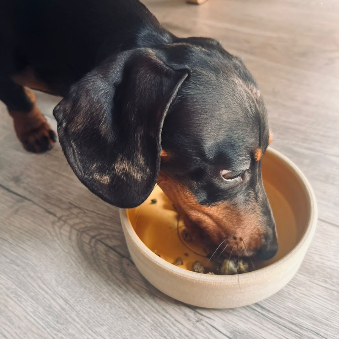 Hydration and Health: How Fresh Food Supports Your Dog from the Inside Out
