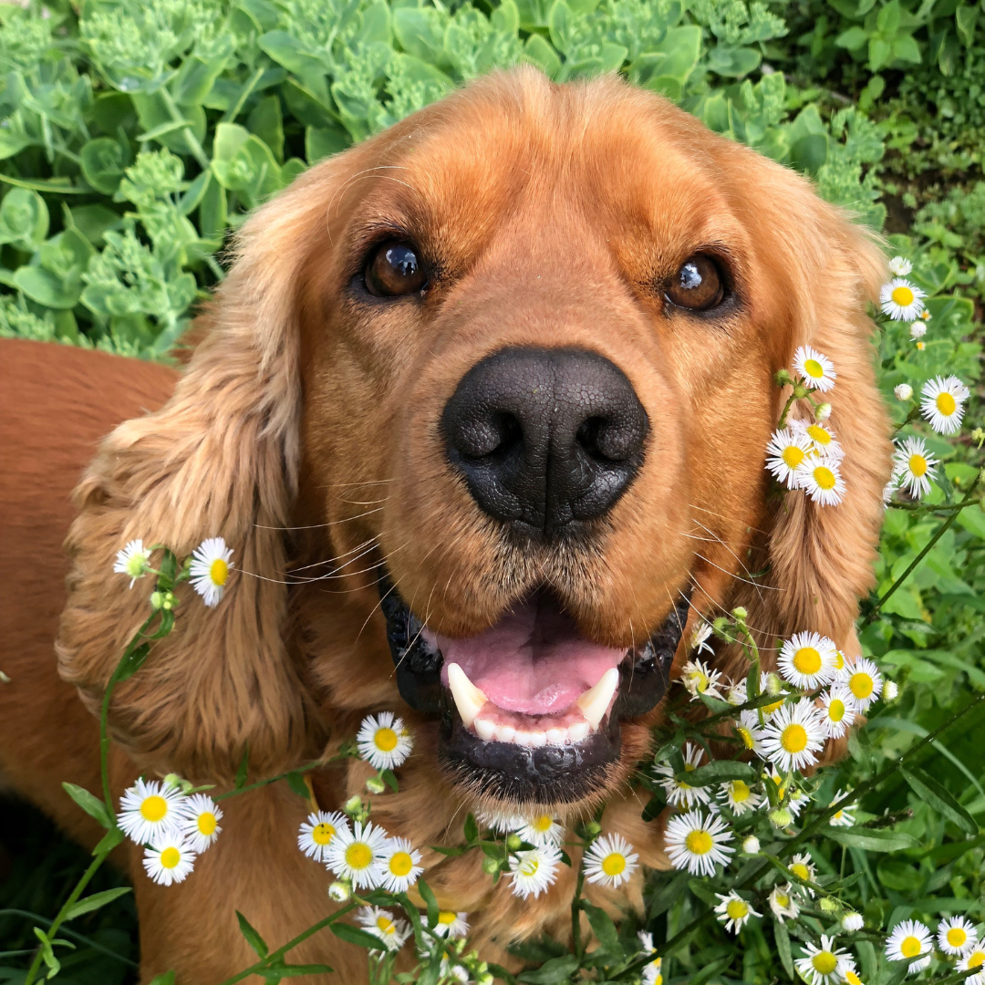 Seasonal Wellness: Keeping Your Dog Happy and Healthy All Year Round
