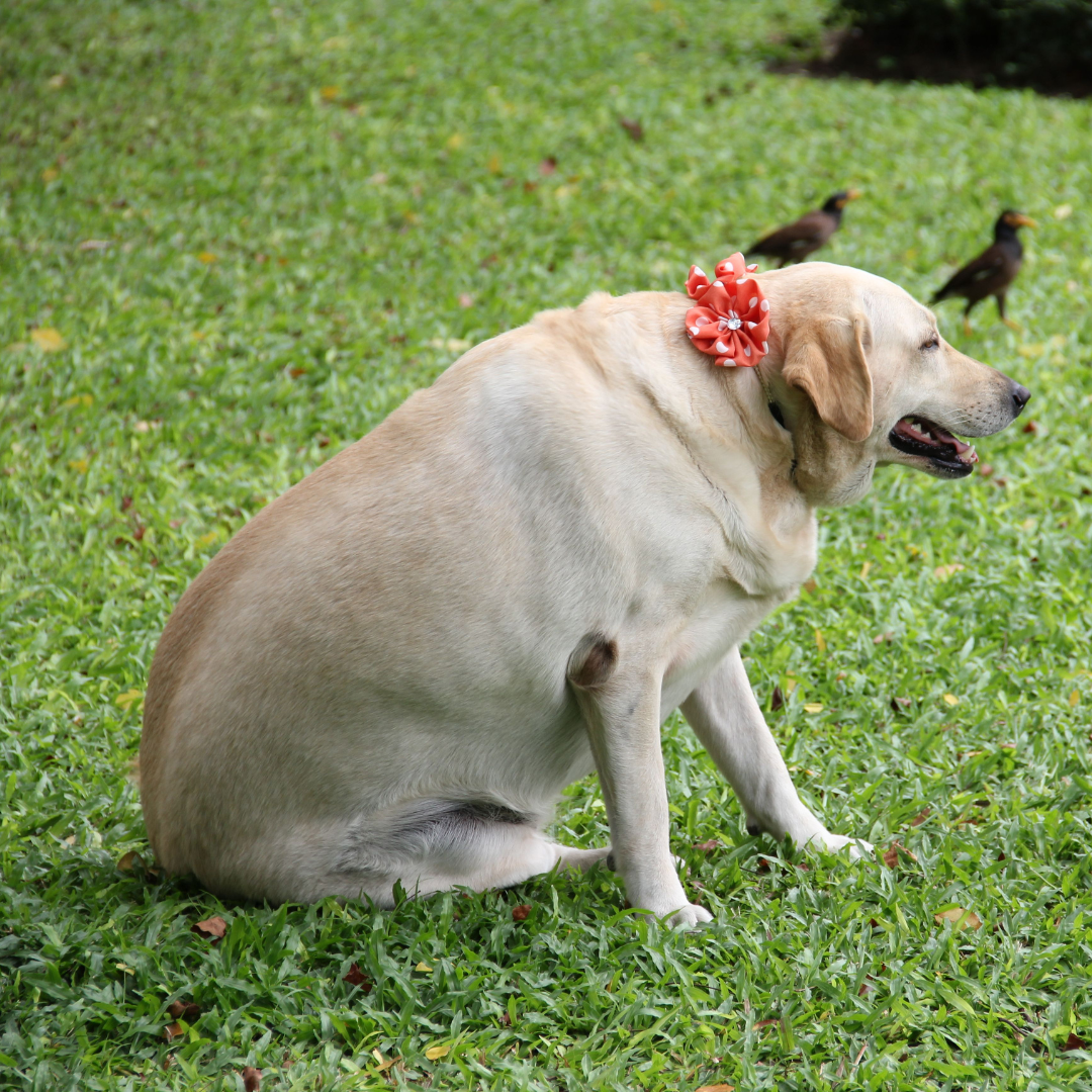 Understanding Dog Obesity: Feeding for a Healthy, Active Life