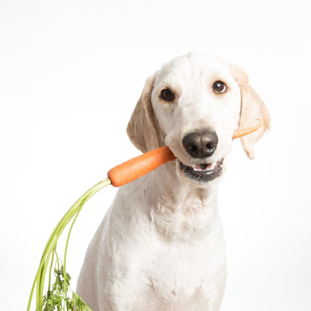 Foods to Avoid for Adult Dogs and Puppies: A Comprehensive Guide