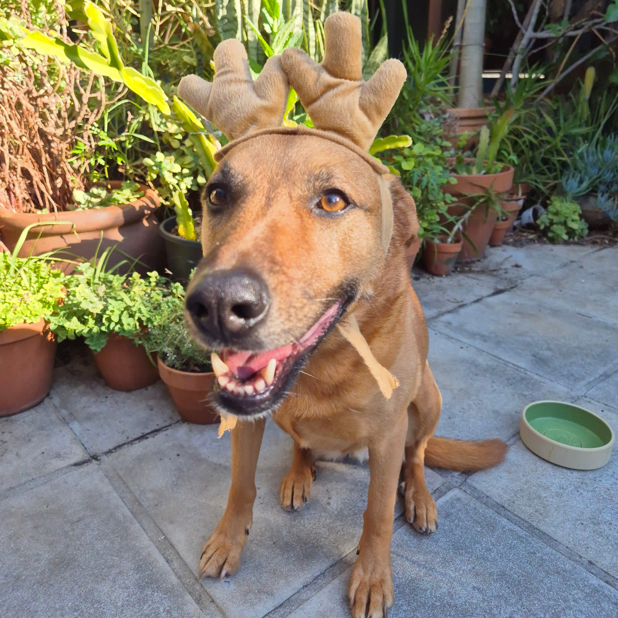 Top 5 Locally Made Festive Gifts for Your Dog