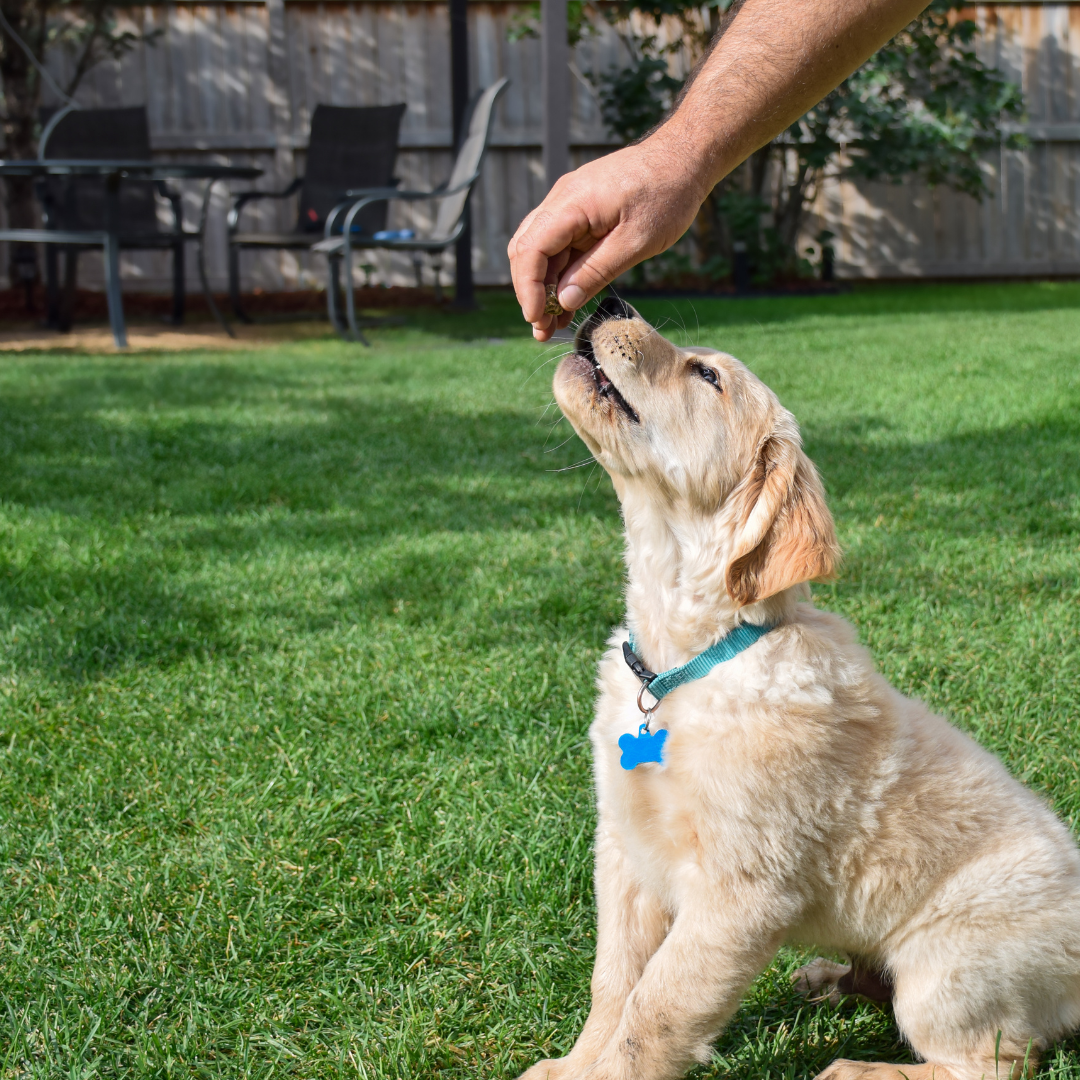 How to House-Train a Puppy: A Comprehensive Guide for New Dog Owners