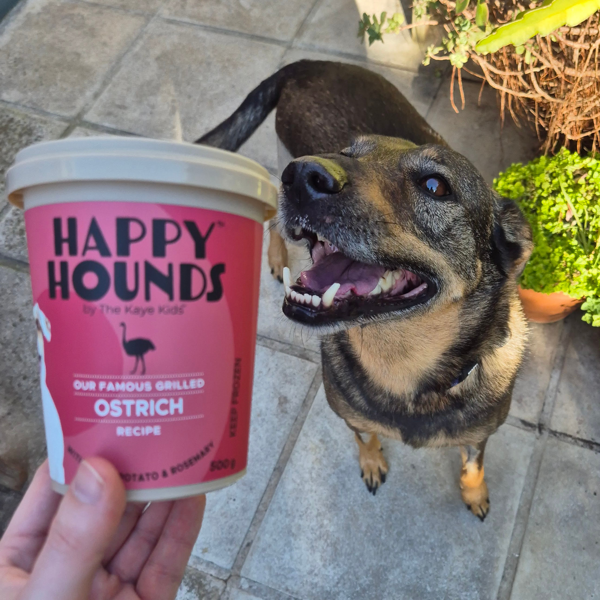 Dog with a tub of ostrich fresh dog food