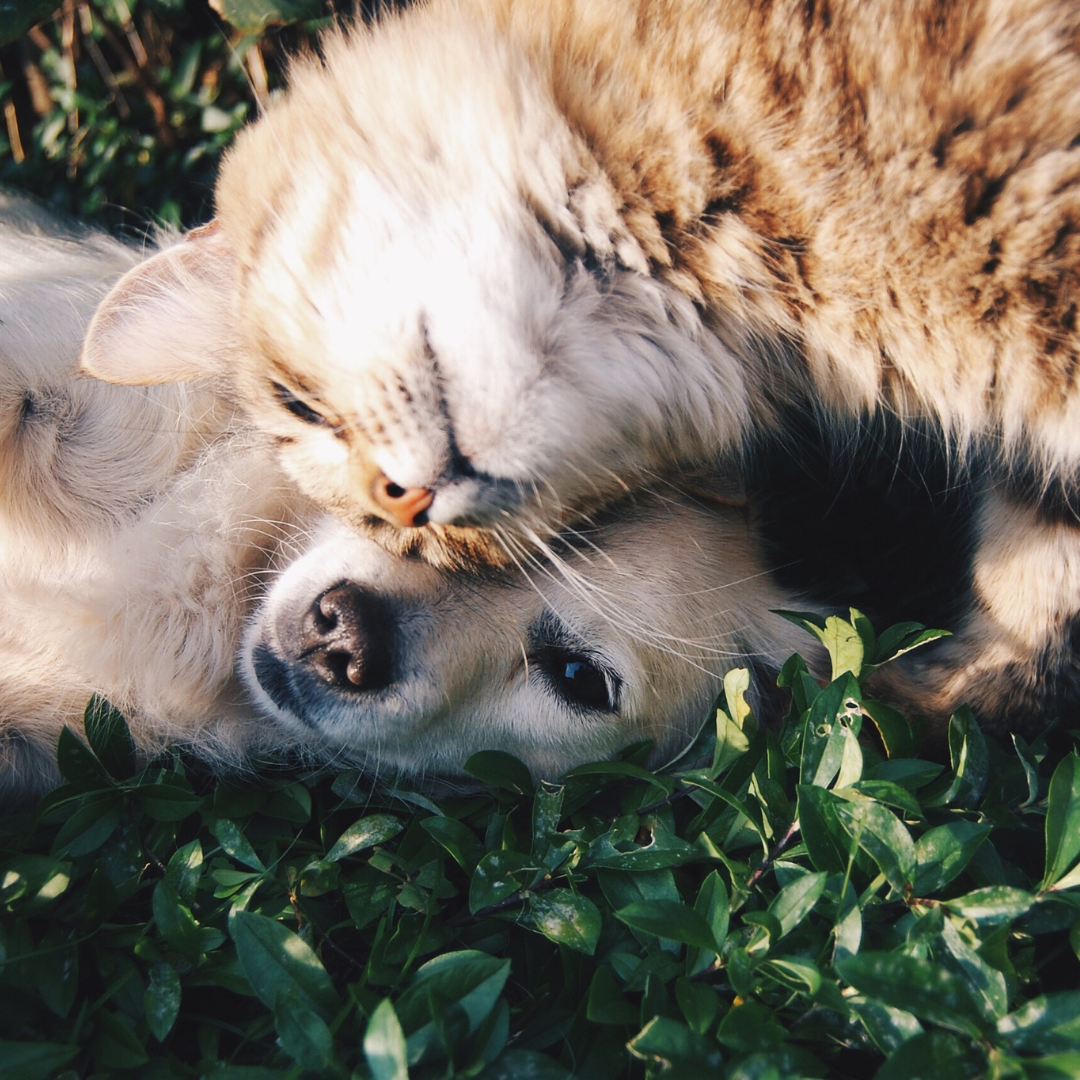 Raising Awareness for Rabies Day: Protecting Our Pets and Ourselves