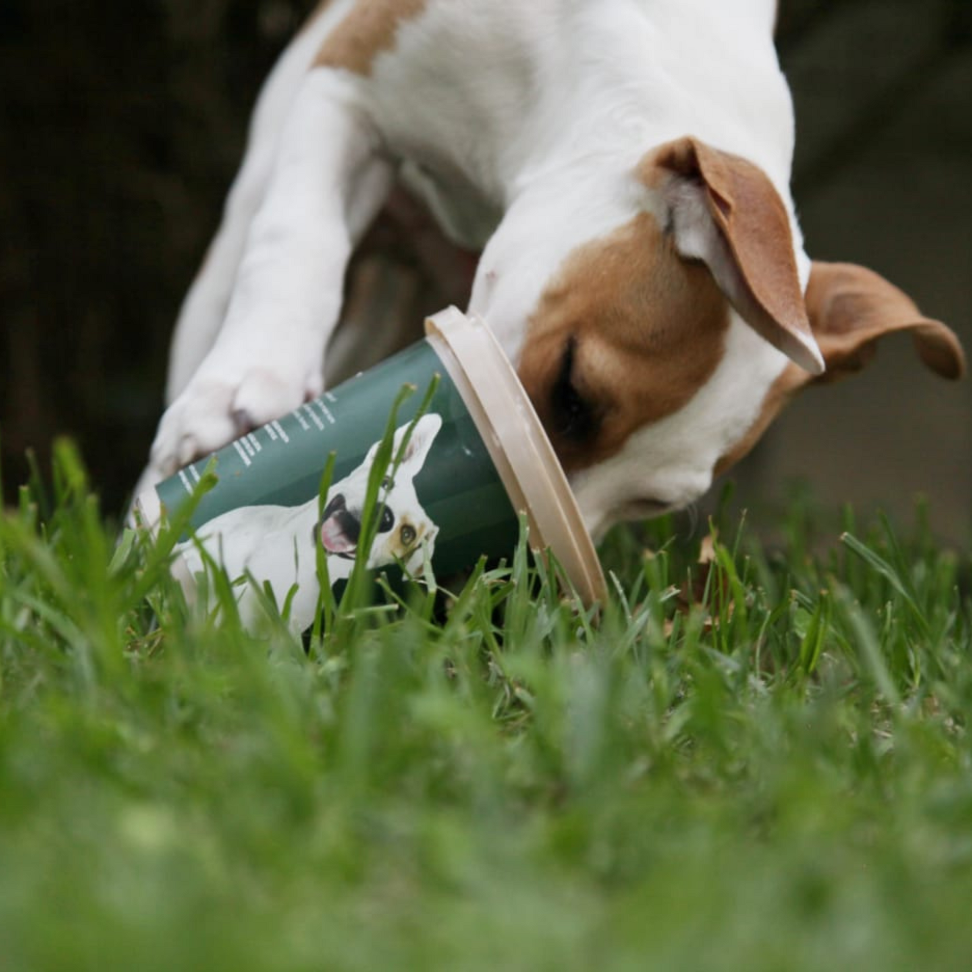 Why Happy Hounds Fresh Dog Food Is Great for Puppies