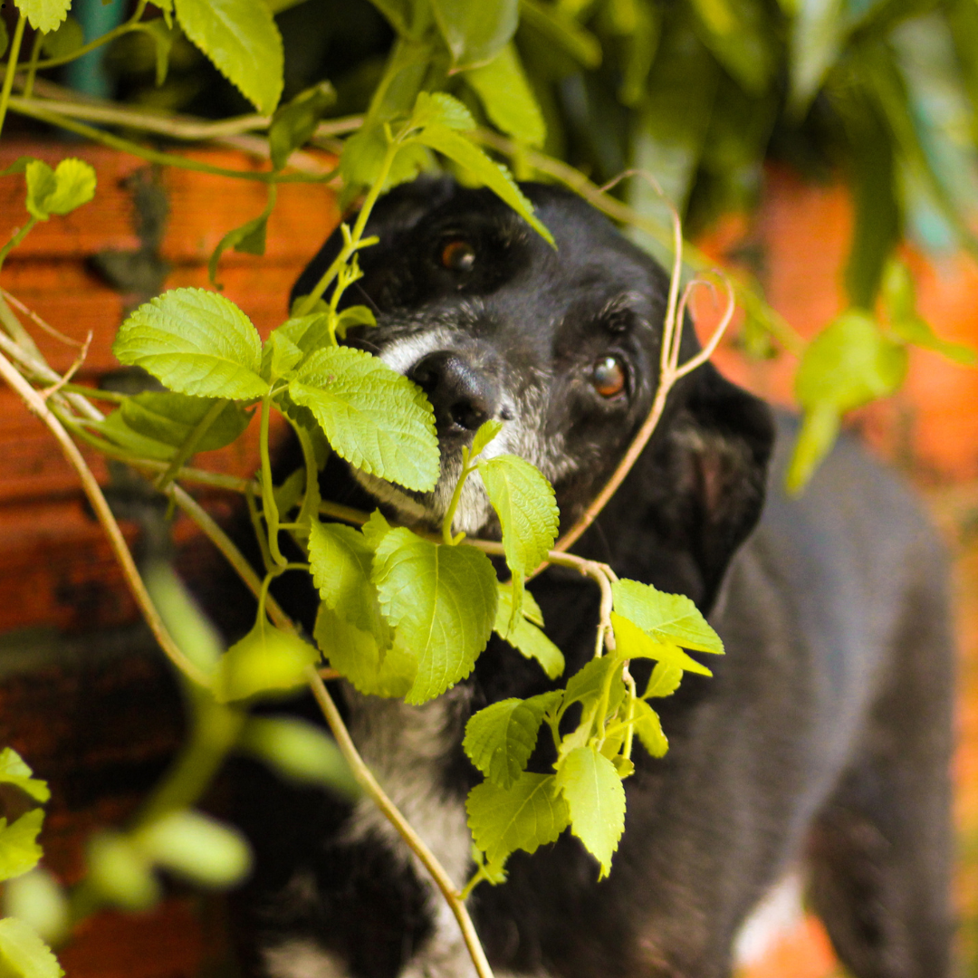 Choosing houseplants that are dog-friendly: a guide for pet and plant parents