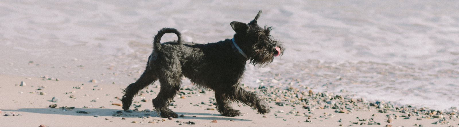 Low fat - Every dog has different needs - and that includes fat levels.