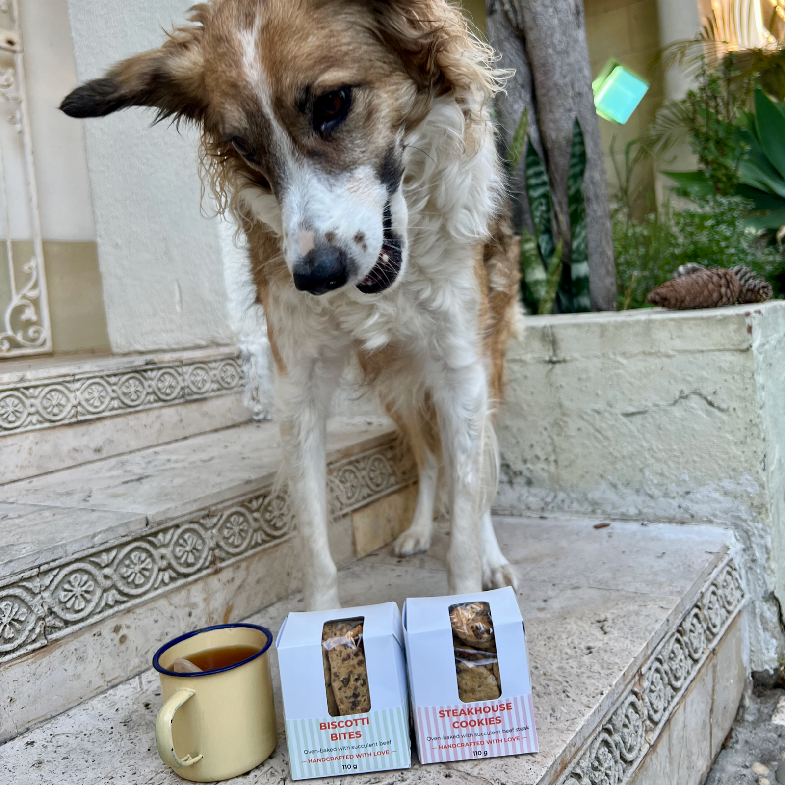 Dog standing next to two boxes of dog biscuits and a mug of rooibos tea on a stone ledge.