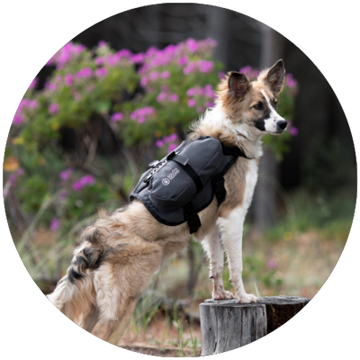 Gear & Accessories icon