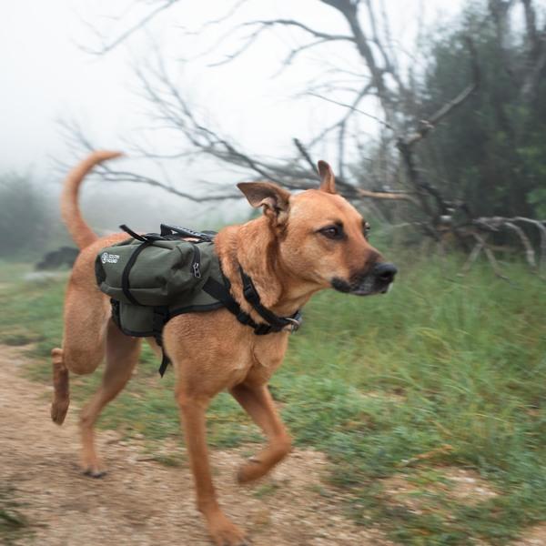 Mixed-breed dog wearing a beige Happy Hounds scout pack 