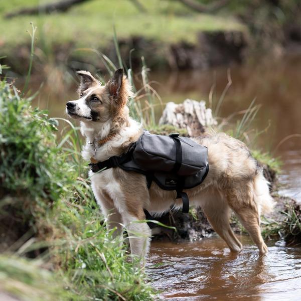 Finch, a mixed Collie, wearing a grey Happy Hounds Scout Pack.