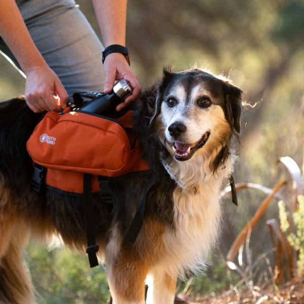 Scout, a mixed-breed dog, wearing a orange Happy Hounds Scout Pack.