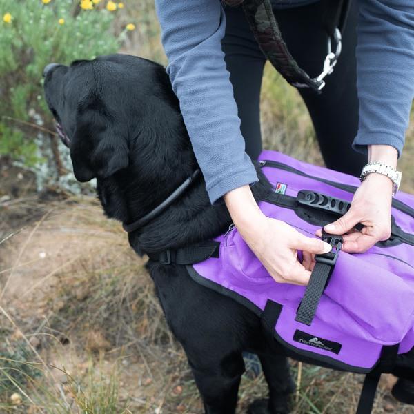 Cyril, a black labrador retriever, wearing a purple Happy Hounds Scout Pack. 