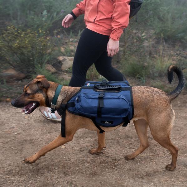 A mixed-breed dog wearing a blue Happy Hounds Scout Pack.