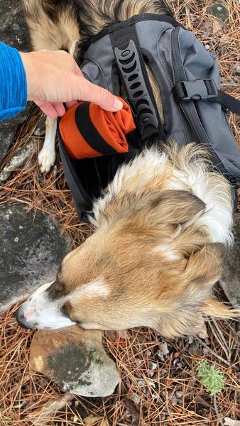 A Collie mix dog with a Happy Hounds orange trail bowl made from  super light, cloth that can fold up and be transported easily. 