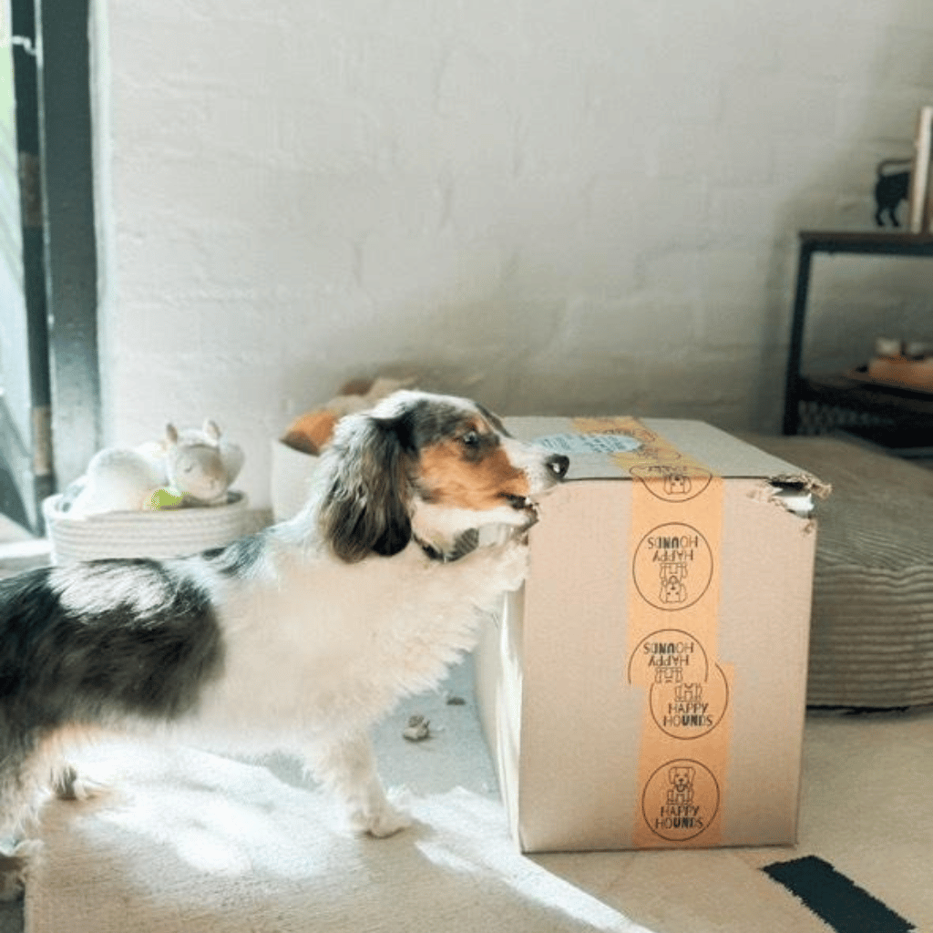 A long-haired Dachshund biting a Happy Hounds box, trying to open it