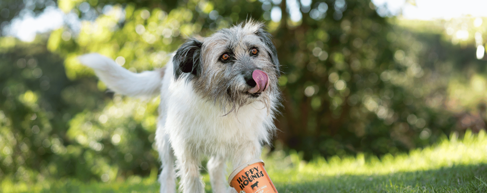 A wire-haired mixed-breed dog standing on the grass with his tongue out, happily posing with a tub of Happy Hounds' beef fresh food, surrounded by greenery and trees