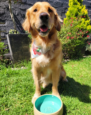 Happy Hounds Hand-Crafted Ceramic Bowls R295-R379