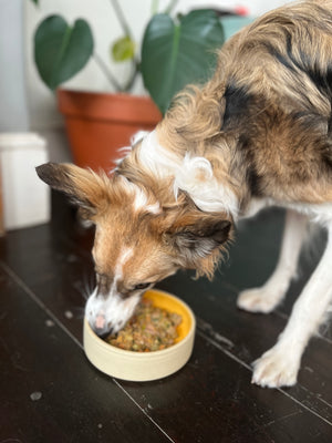 Happy Hounds Hand-Crafted Ceramic Bowls R295-R379