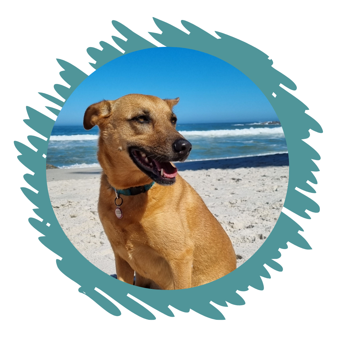 Happy Pack Gift Voucher