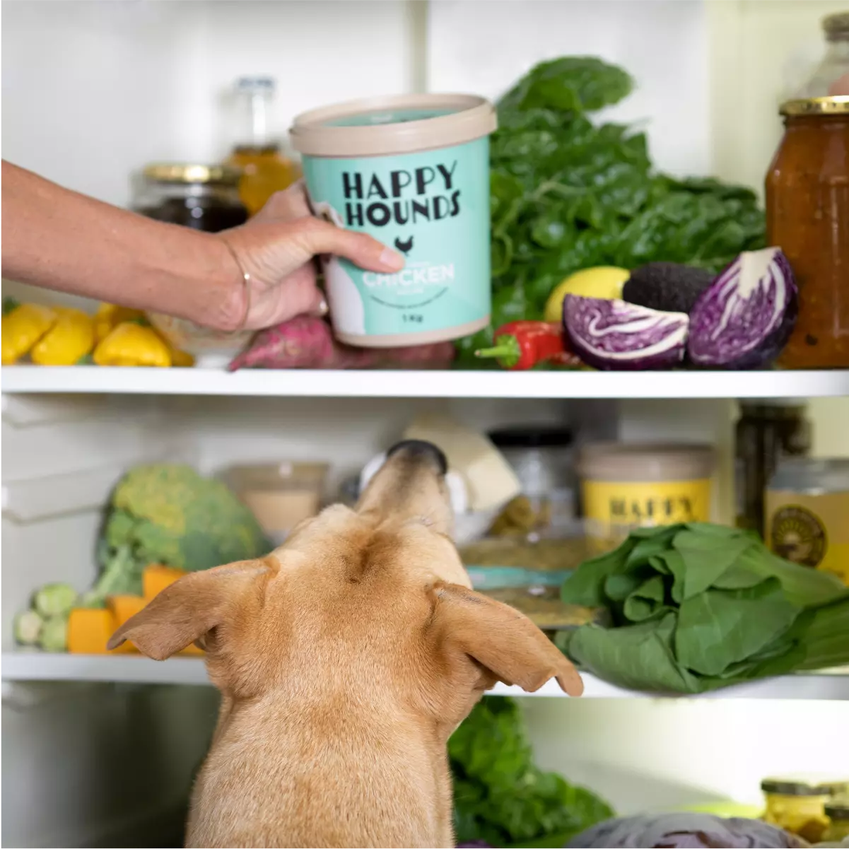 Real dog food delivery hotsell