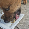 A dog eating lasagne out of a white sugar cane plate